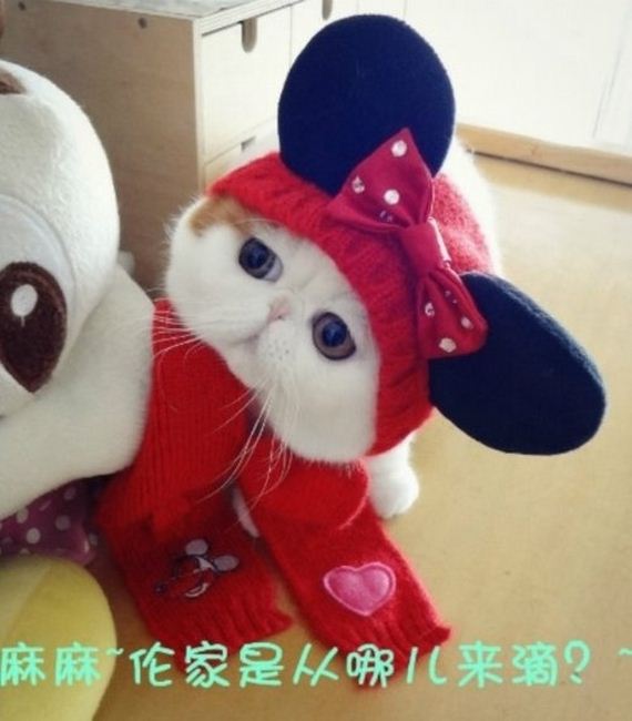 Fashionable Looks Worn By Snoopy The Cat